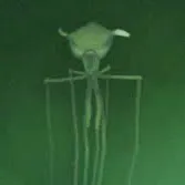 chat with ai character: Magnapinna squid