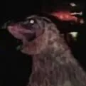 chat with ai character: WEIRD BIRDS