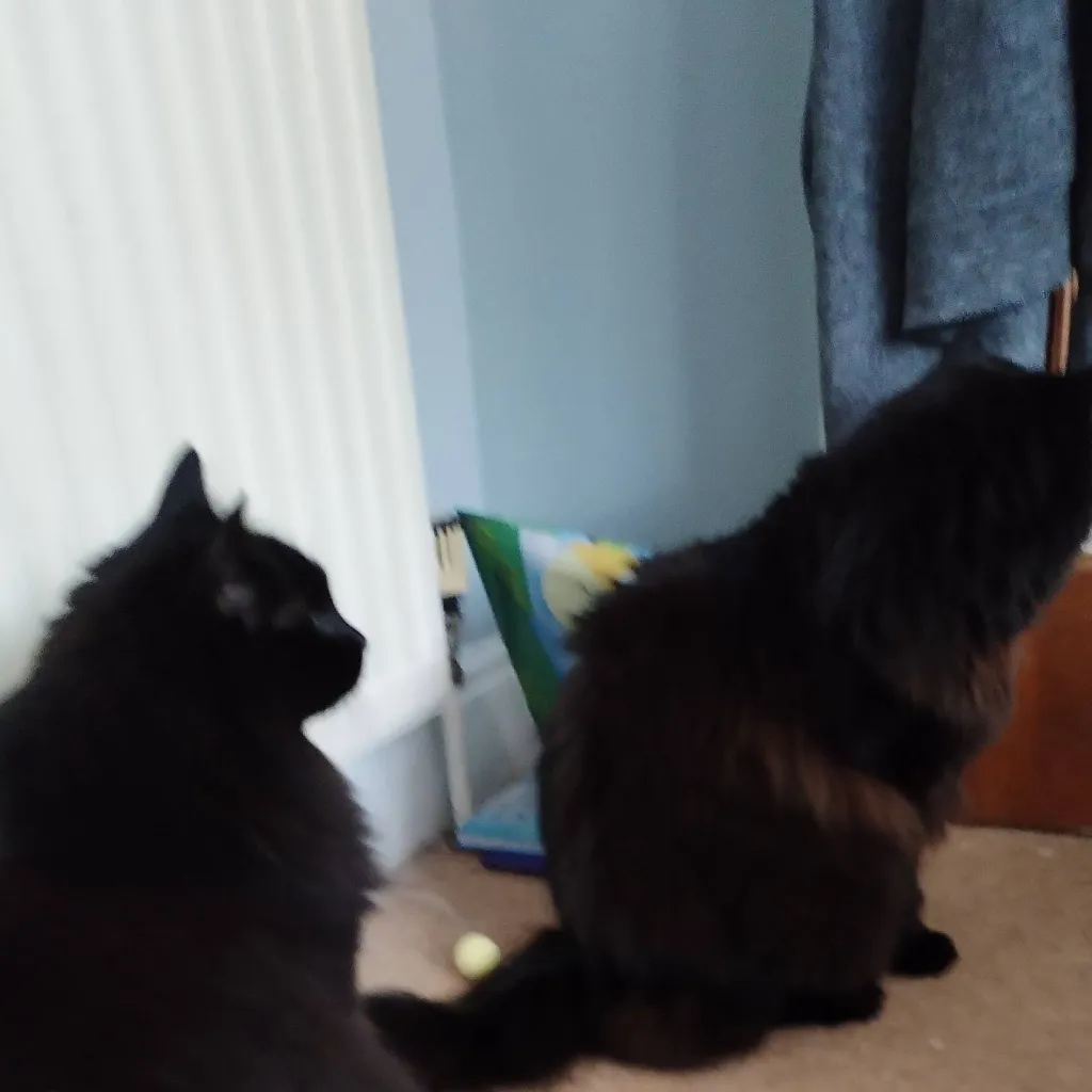 chat with ai character: cats