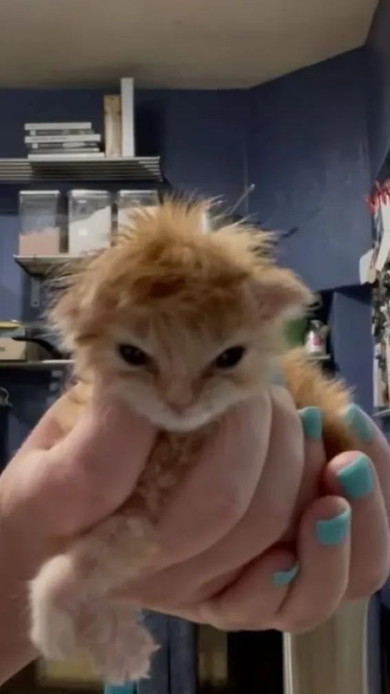 ai character: Human/Kitty background