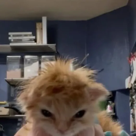 chat with ai character: Human/Kitty