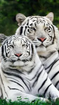 ai character: Cute tigers background