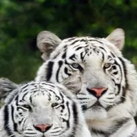 chat with ai character: Cute tigers