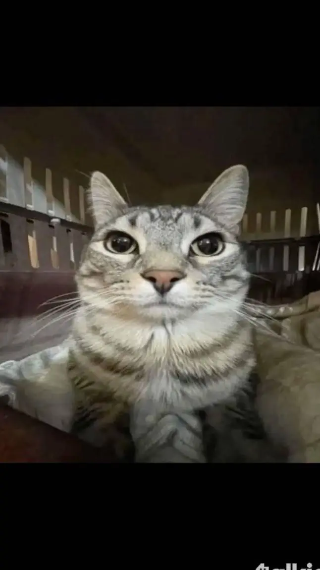 ai character: fpe  background