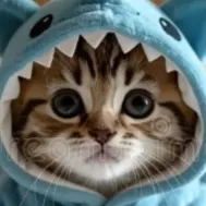 chat with ai character: Kitty in onesies