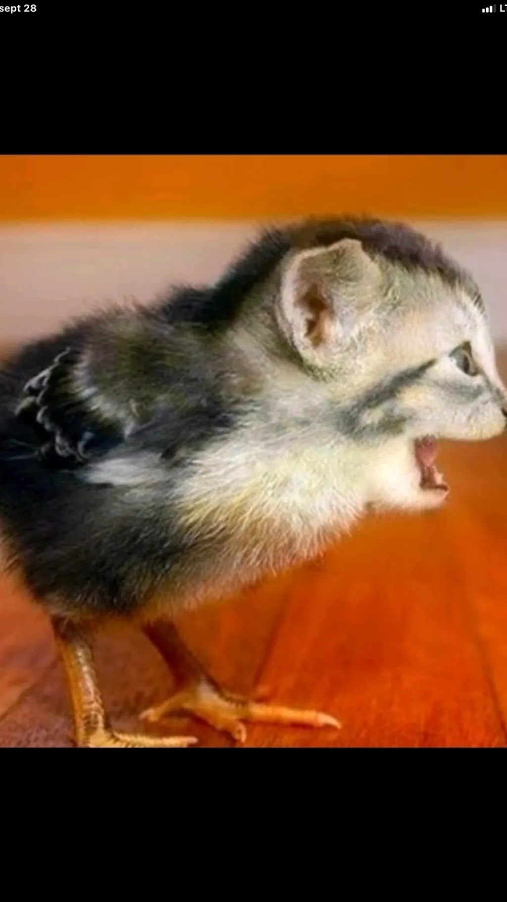 ai character: Chicken cat background