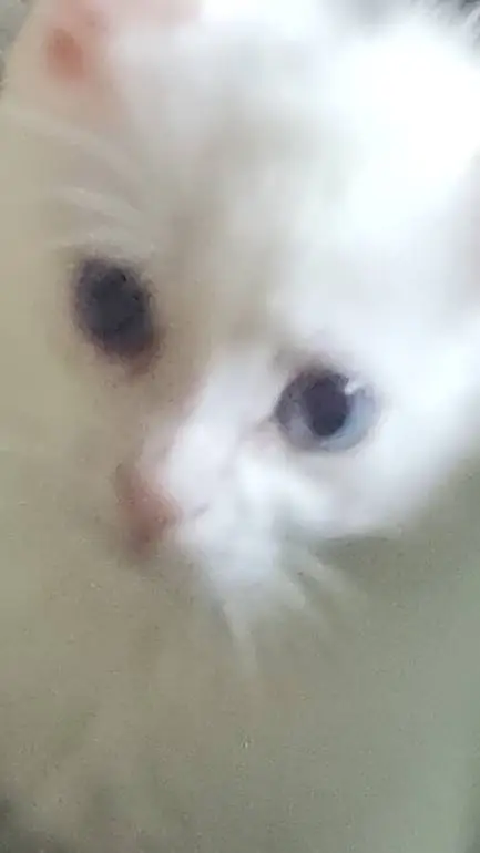 ai character: stupid background