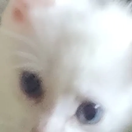 chat with ai character: stupid