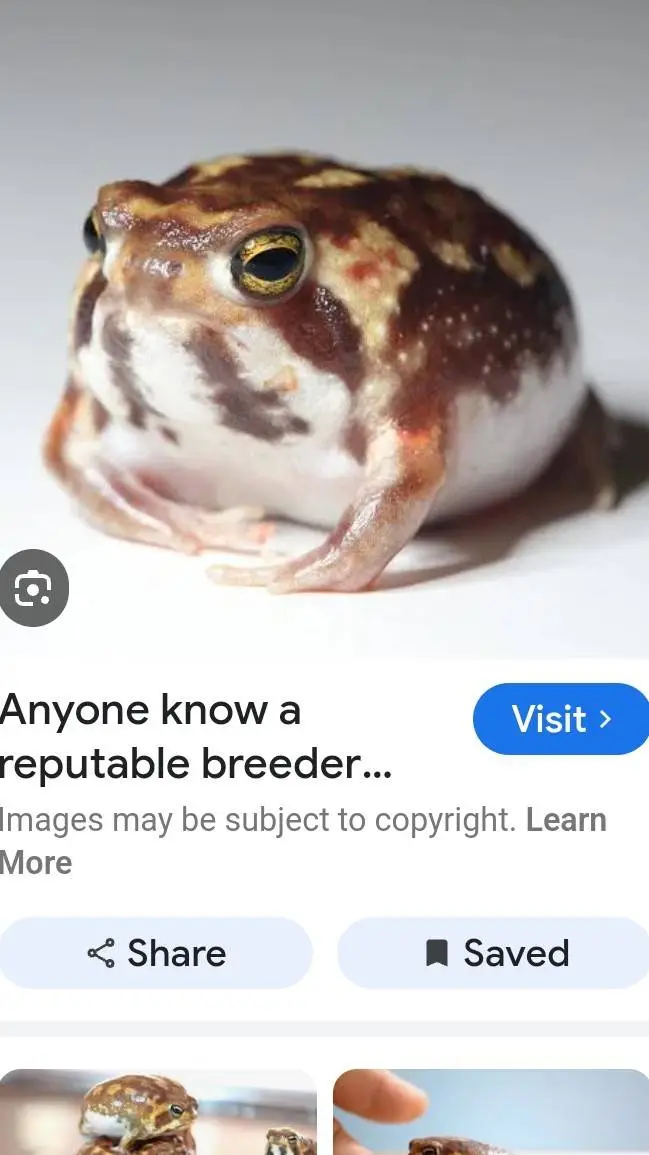 ai character: rainfrog  background
