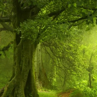 chat with ai character: Forest