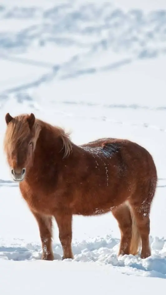 ai character: Hamilton Horses  background