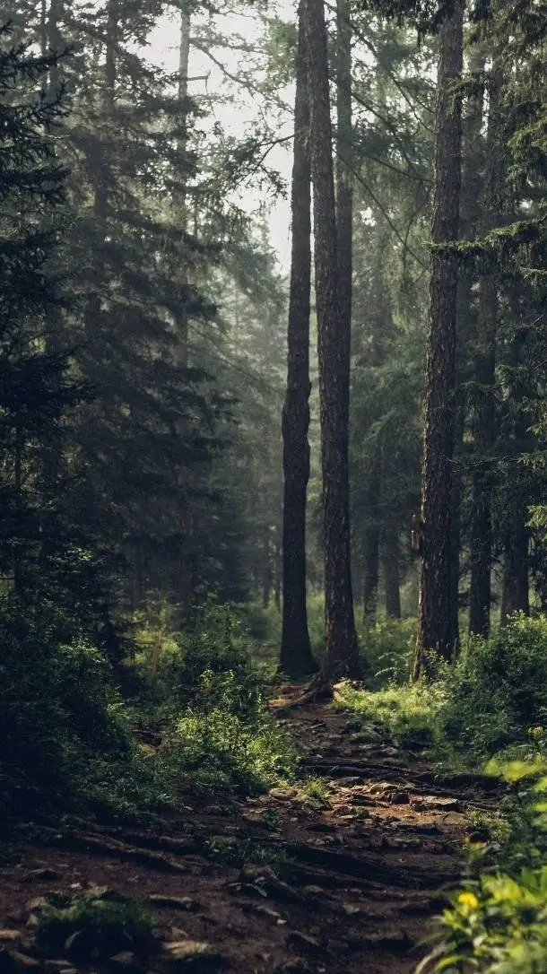 ai character: Forest background