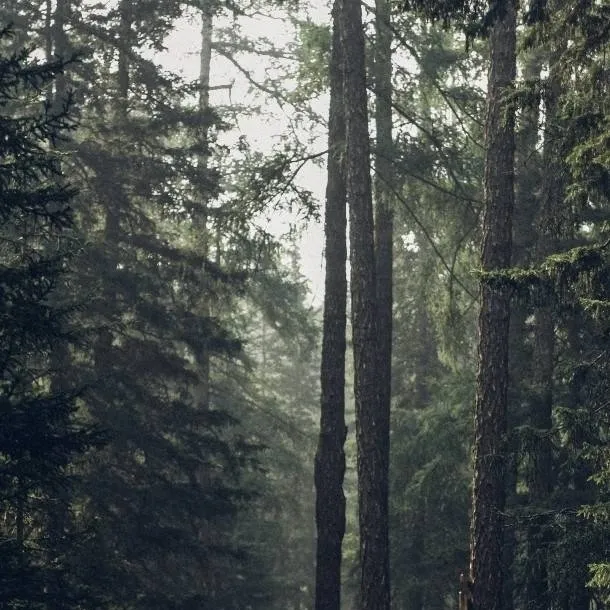 chat with ai character: Forest