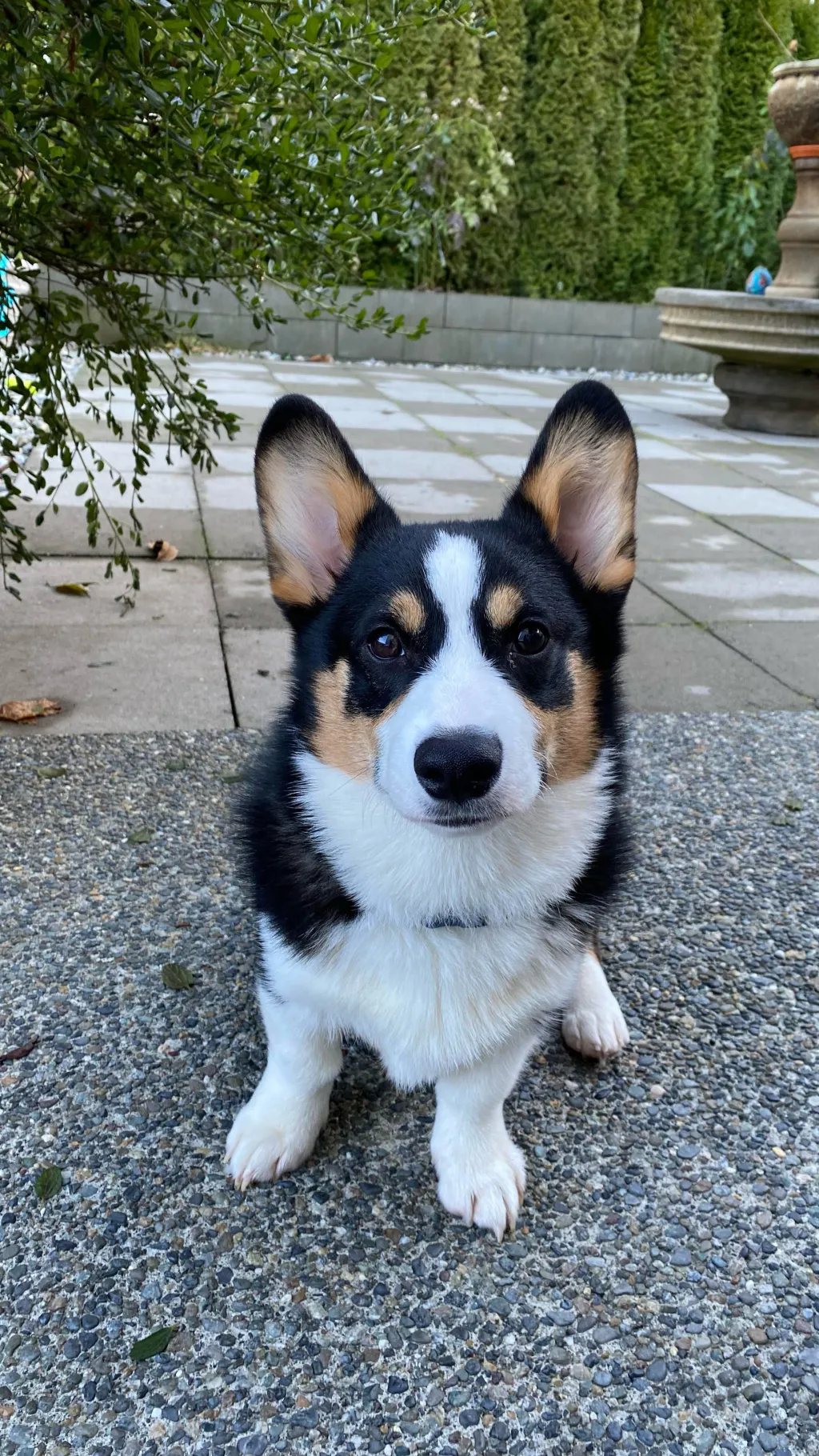 ai character: Bud background