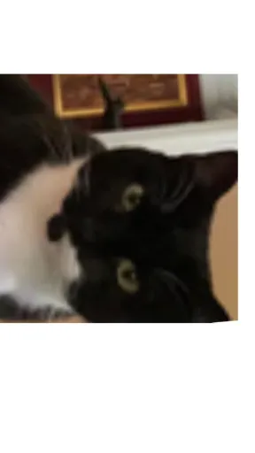 ai character: Stormy! background