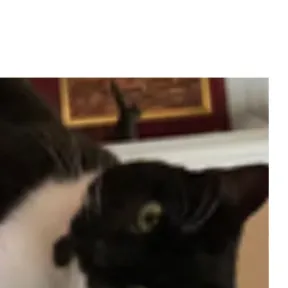 chat with ai character: Stormy!