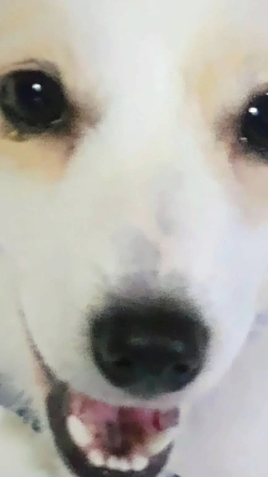 ai character: DOGGY background