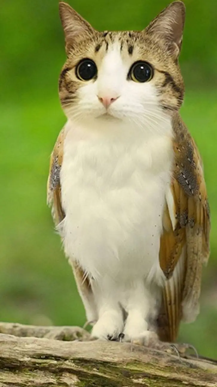 ai character: Meowl background