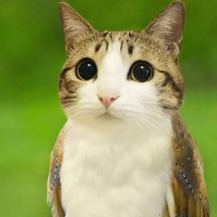 chat with ai character: Meowl