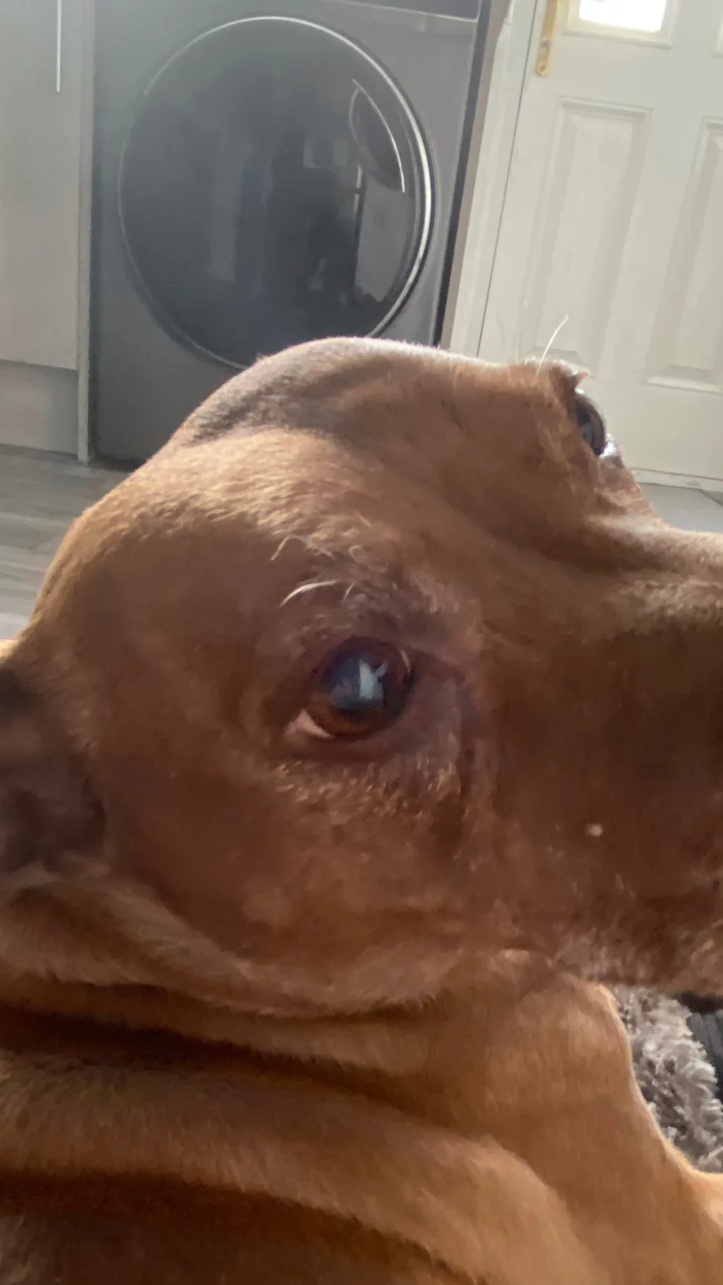 ai character: Coco. Melon  background