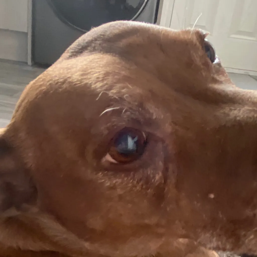 chat with ai character: Coco. Melon 