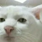 chat with ai character: DW Rp:3