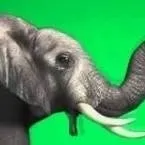 chat with ai character: elphant gren scren