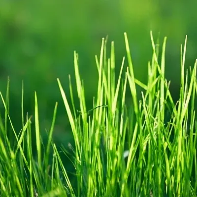 chat with ai character: Grass