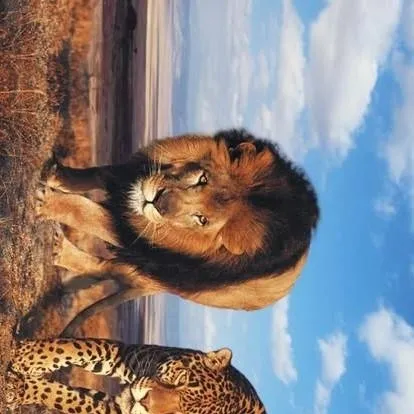 chat with ai character: Big cats enclsure