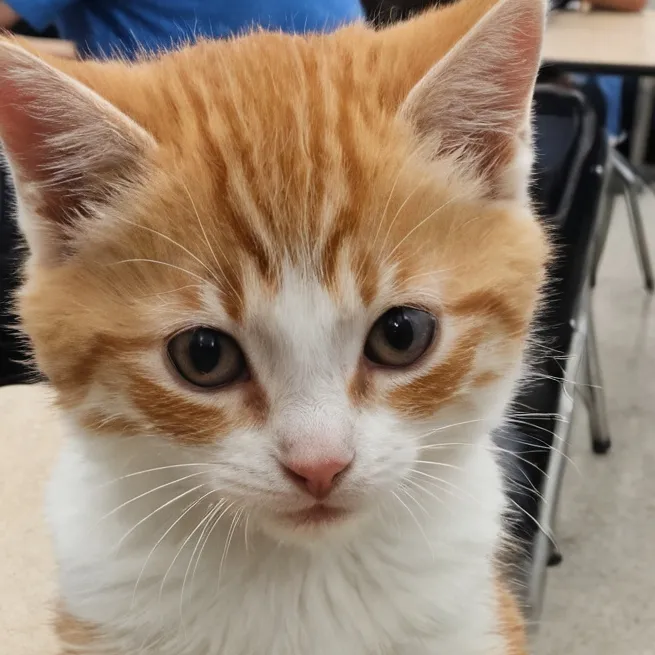 chat with ai character: kitten i guess?