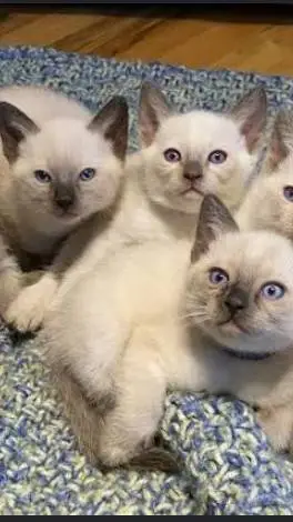 ai character: Siamese kittens!! background