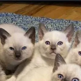 chat with ai character: Siamese kittens!!