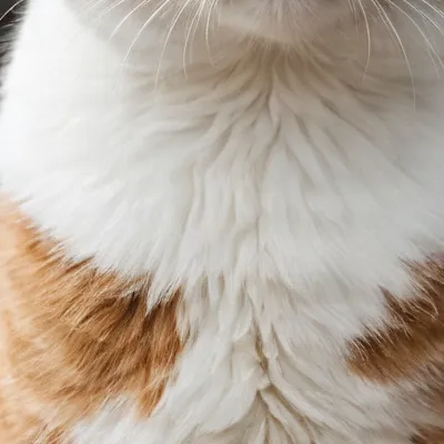 chat with ai character: Hanki 