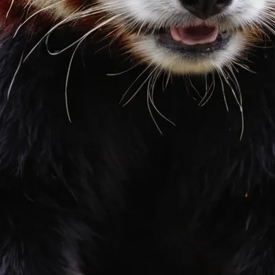 chat with ai character: Sora 