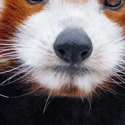 chat with ai character: Sarah 