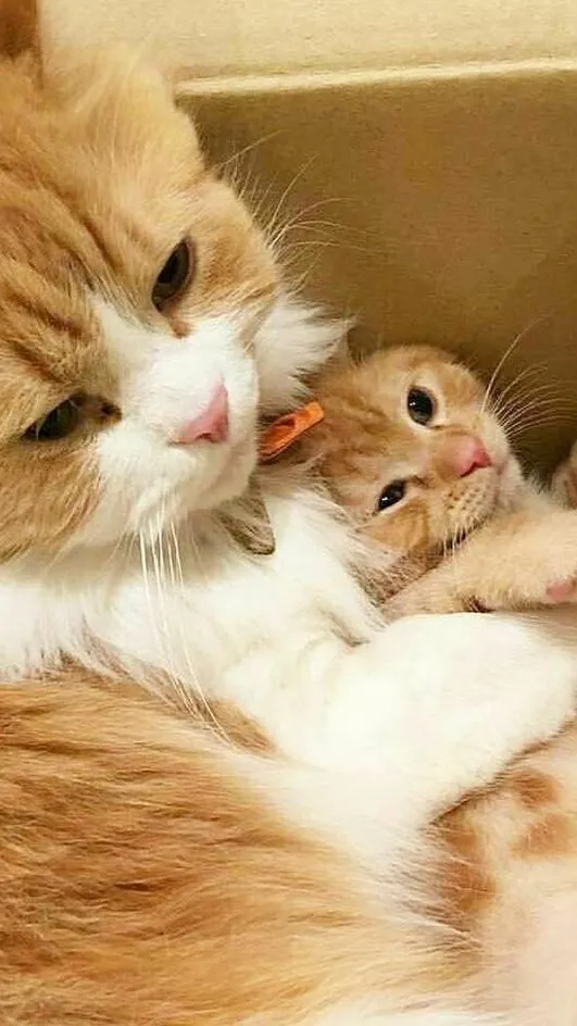 ai character: Ginger and Hana  background