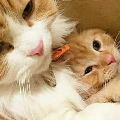 chat with ai character: Ginger and Hana 