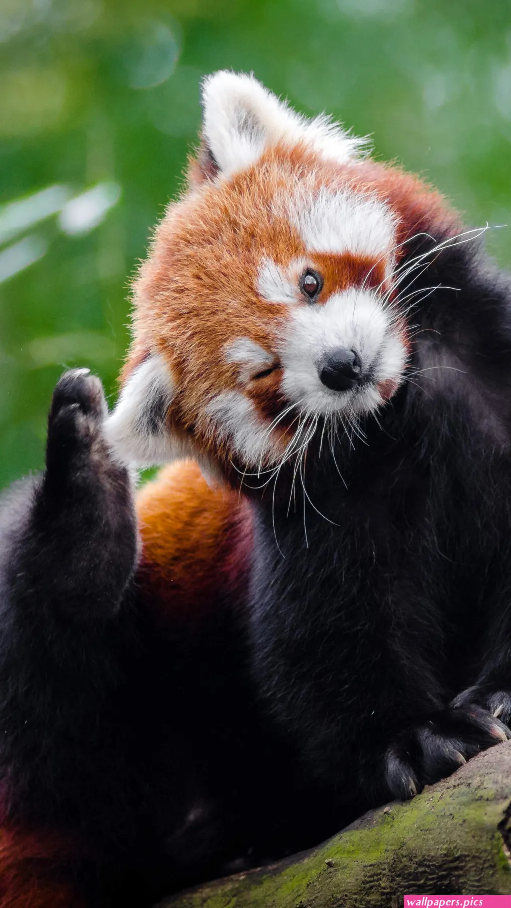 ai character: Tiniko  background