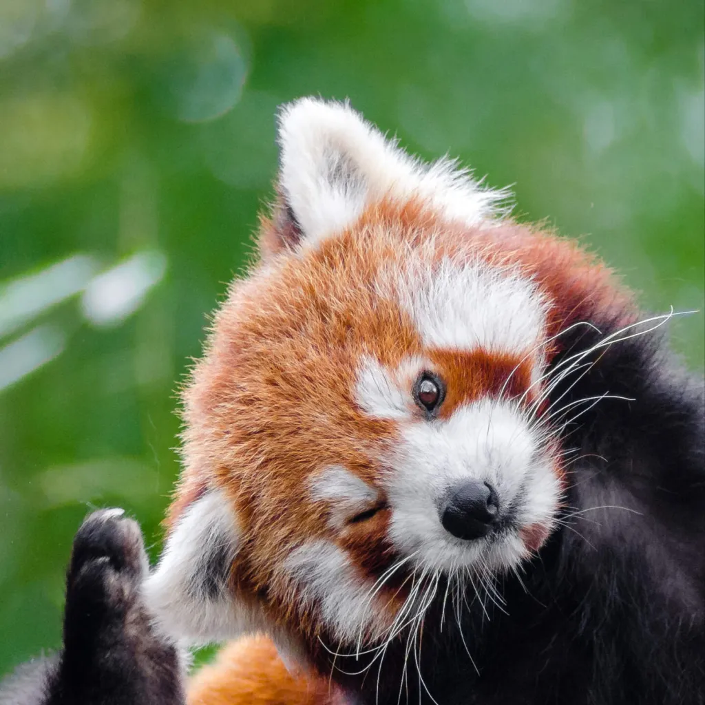 chat with ai character: Tiniko 