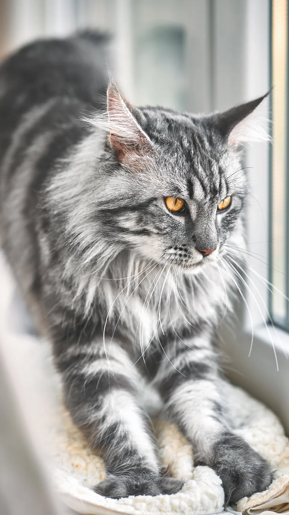 ai character: Freya  background