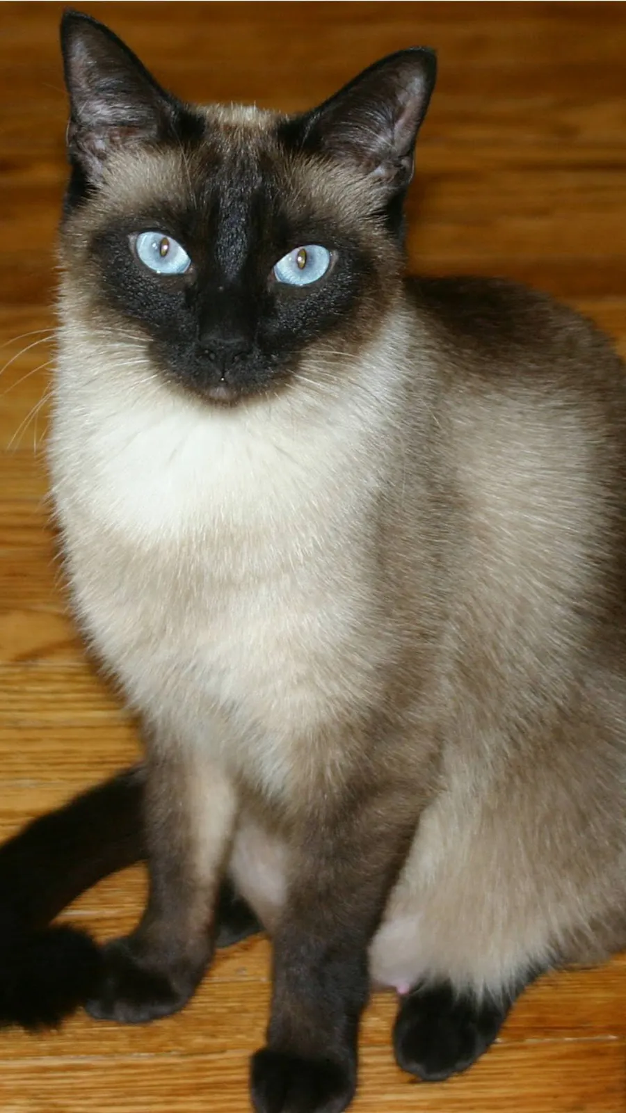 ai character: Bell background