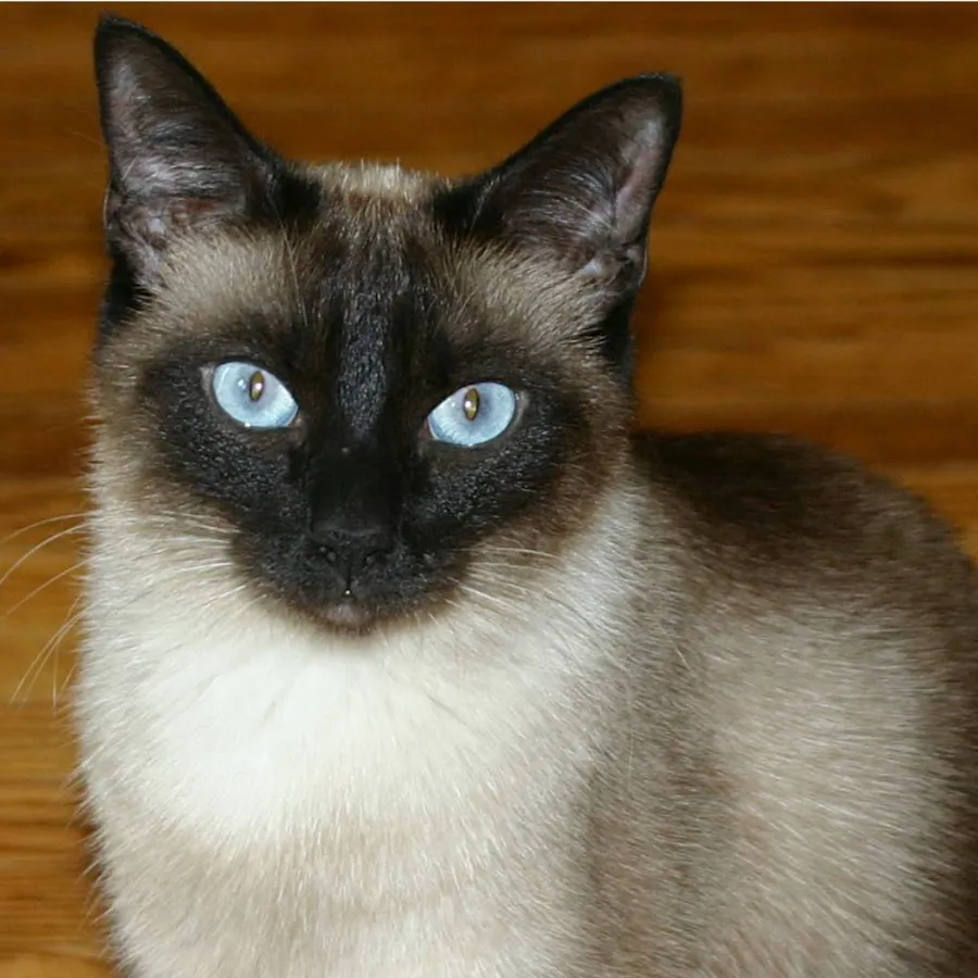 chat with ai character: Bell