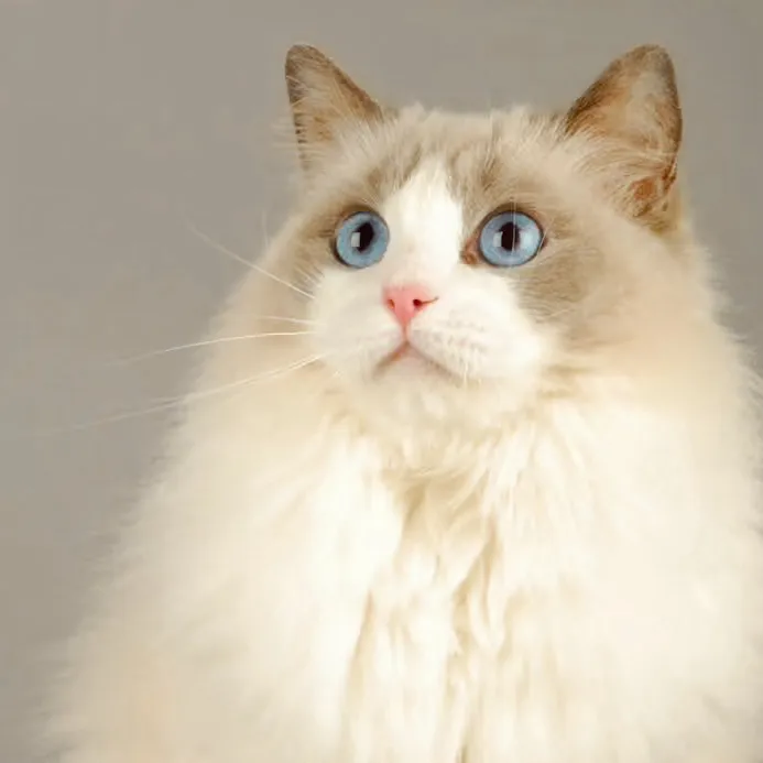 chat with ai character: Misty 