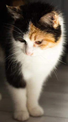 ai character: Mochi  background