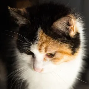 chat with ai character: Mochi 