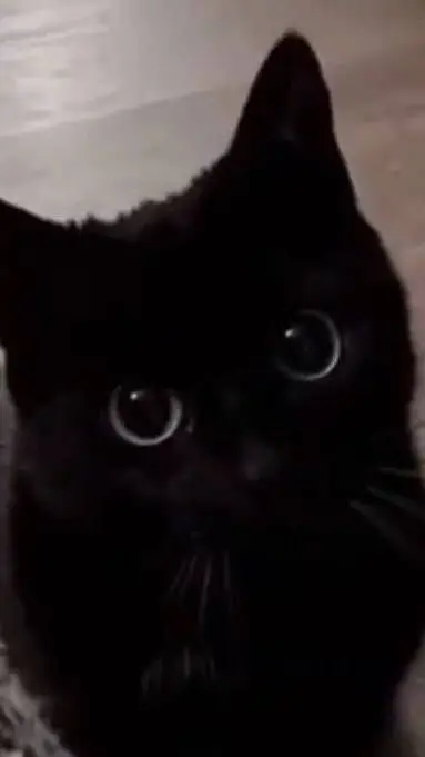 ai character: pet simulator  background
