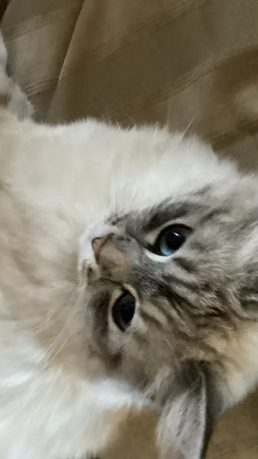 ai character: Lucy (my cat) background