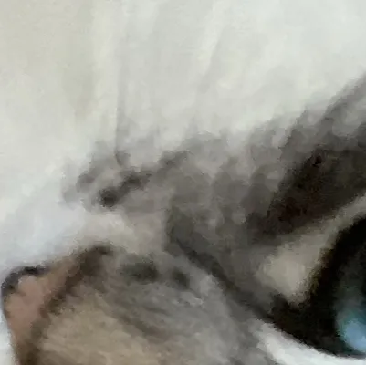 chat with ai character: Lucy (my cat)