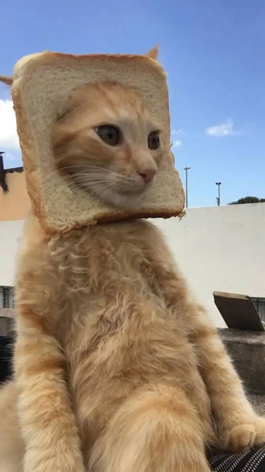 ai character: 𝓶𝓮 (𝓬𝓪𝓽) :) background