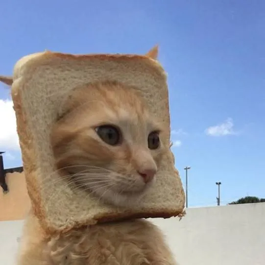 chat with ai character: 𝓶𝓮 (𝓬𝓪𝓽) :)